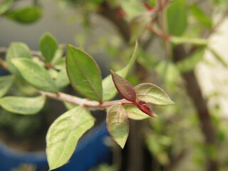 Close up of bright green leaves grow from the small fresh buds on the young small trees brunch in the garden in spring season.