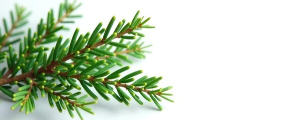 Obraz premium Sprigs of evergreen branches against a pure white backdrop, foliage, nature