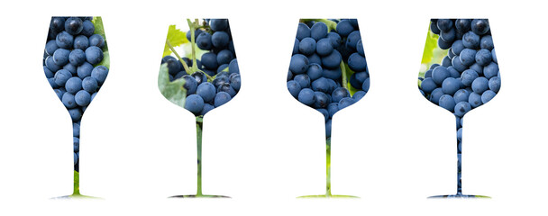 artistic composition of bunch of black grapes inside wine glass. Wine culture concept.