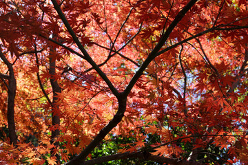 Beautiful red and orange leaves of Acer Palmatum, Japanese Maple tree in autumn. Tree branches with bright foliage in fall forest background.