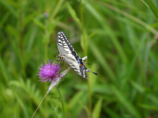 アザミとキアゲハ