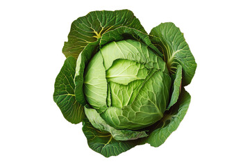 Fototapeta premium Whole green cabbage with vibrant outer leaves isolated on a transparent background. Fresh and organic vegetable concept, healthy food ingredient