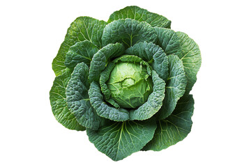 Obraz premium Whole green cabbage with vibrant outer leaves isolated on a transparent background. Fresh and organic vegetable concept, healthy food ingredient