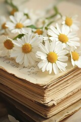 Obraz premium Chamomile blooms pressed into the pages of an antique book, romantic and nostalgic