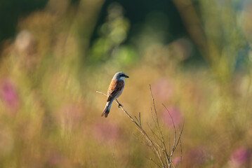 Red-backed shrike perched on a branch in a sunlit meadow
