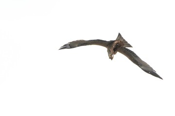 A Common Buzzard (Buteo buteo) dives through the sky in a dramatic display of hunting, its wings...