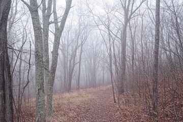 Obraz premium Foggy Autumn Forest with Bare Trees and No Visible Path