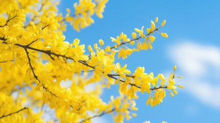 springtime tree blossoms