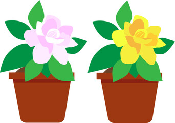 Yellow and pink flowers in two flower pots. Gardenia flower.  Vector illustration with transparent background.