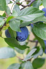 Ripe blue plums hang from a tree branch, surrounded by vibrant green leaves. Sunlight filters through the foliage, highlighting the fresh fruit, perfect for harvest in a natural orchard setting.