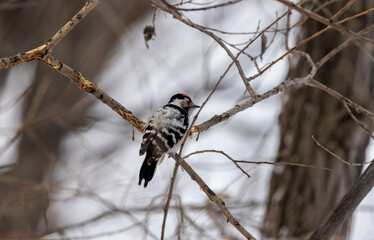 young black and white woodpecker on a branch in winter
