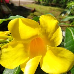 Fototapeta premium yellow orchid in garden