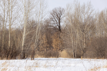 grey forest without leaves in winter with a lot of snow, at midday

