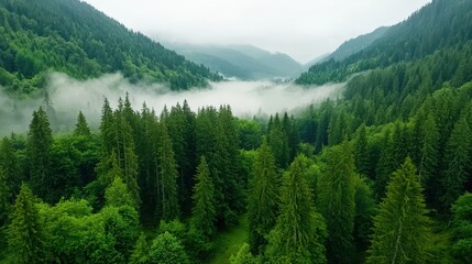 Fototapeta premium Lush green forest in misty mountain valley.