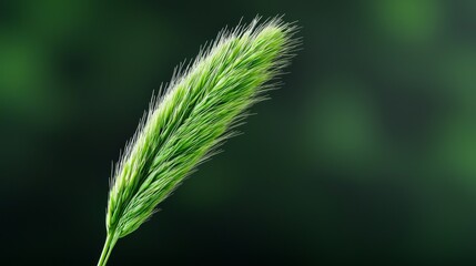 Vibrant Green Grass Seed Head Closeup Shot
