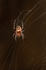 Spider on a web on a green background macro photography. European garden spider waiting for prey close-up photo.	
