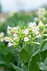 flowering tobacco ,Green common tobacco on strong stems. Is herbal insect repellent. Harmful to the health of people. Available in all regions of the world.