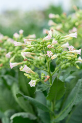 Tobacco harvesting from a rural farm, lush green nature, close-up green rice fields, see sustainable agricultural practices.