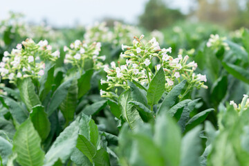flowering tobacco ,Green common tobacco on strong stems. Is herbal insect repellent. Harmful to the...