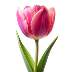 Fototapeta premium pink tulip isolated