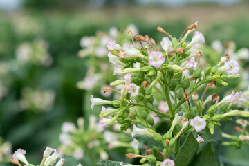 flowering tobacco ,Green common tobacco on strong stems. Is herbal insect repellent. Harmful to the health of people. Available in all regions of the world.