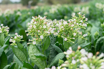 Tobacco harvesting from a rural farm, lush green nature, close-up green rice fields, see sustainable agricultural practices.