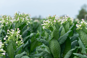 Fresh green tobacco plantation under sunlight, showcasing vibrant leaves. Known for its traditional uses and unique properties in herbal and medicinal applications.