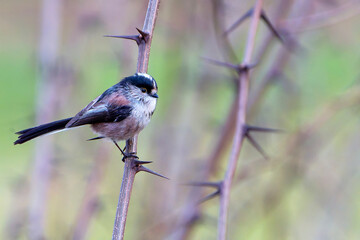 Long-tailed Tit perched on a branch.