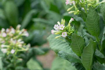 flowering tobacco ,Green common tobacco on strong stems. Is herbal insect repellent. Harmful to the health of people. Available in all regions of the world.	
