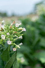 Tobacco leaf tree field concept, tobacco planting garden agriculture farm in country. Green common tobacco on strong stems. Is herbal insect repellent. Harmful to the health of people. 