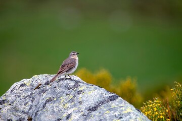 Water pipit, anthus spinoletta on green background.