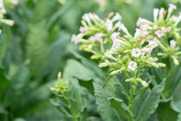 Tobacco harvesting from a rural farm, lush green nature, close-up green rice fields, see sustainable agricultural practices.