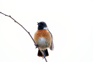 Male european stonechat perched on a branch on white background.