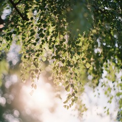 Bright sunlight filters through green foliage in a tranquil natural landscape.