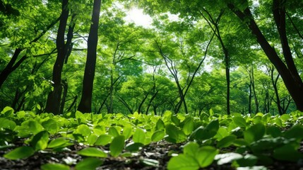 Fototapeta premium nature tree leaves background