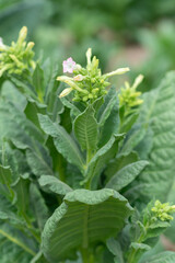 flowering tobacco ,Green common tobacco on strong stems. Is herbal insect repellent. Harmful to the health of people. Available in all regions of the world.