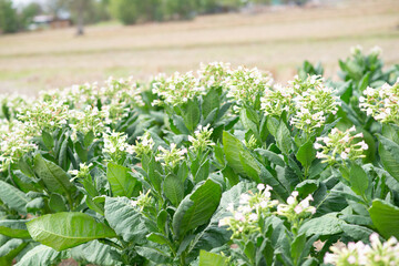 Tobacco harvesting from a rural farm, lush green nature, close-up green rice fields, see sustainable agricultural practices.