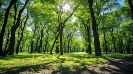 Obraz premium green trees with blue sky