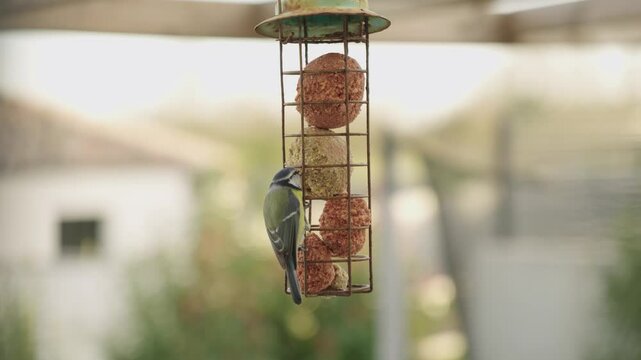 Blue tit eating fat balls in a bird feeder hanged in a garden.