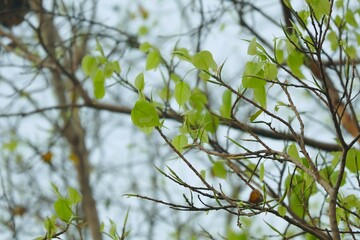 green leaves on the sky background