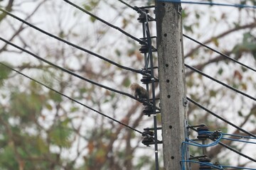 power lines on the fence