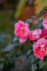 Blooming pink rose flower macro photography on a sunny summer day. Garden rose with pink petals close-up photo in the summertime. Tender rosa floral background.