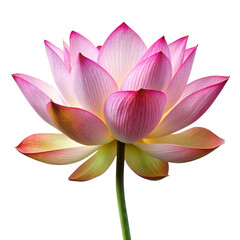lotus flower isolated on white
