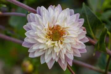 Fototapeta premium Blossom white purple dahlia flower on a summer sunny day macro photography. Garden dahlia with white pink petals in the sunlight close-up photography 