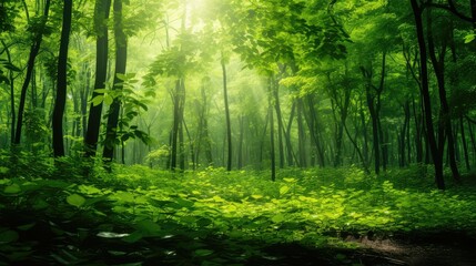 Fototapeta premium canopy green plant