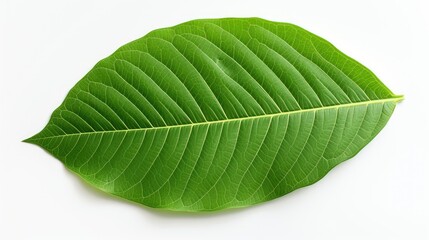 Obraz premium intricate leaves background