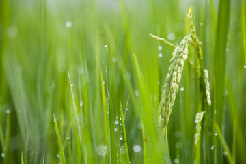 Closeup rice seed in rice fields and drops of dew with morning light. 
