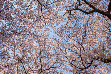 cherry blossom in spring