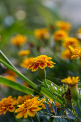 Yellow marigolds flowers on a green background on a summer sunny day macro photography. Blooming tagetes flower with yellow petals in summer, close-up photo.	