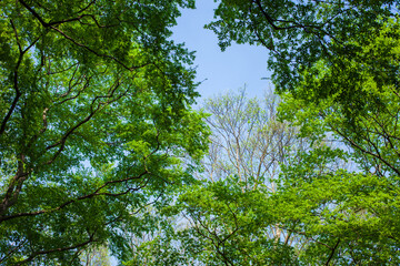 green leaves against blue sky